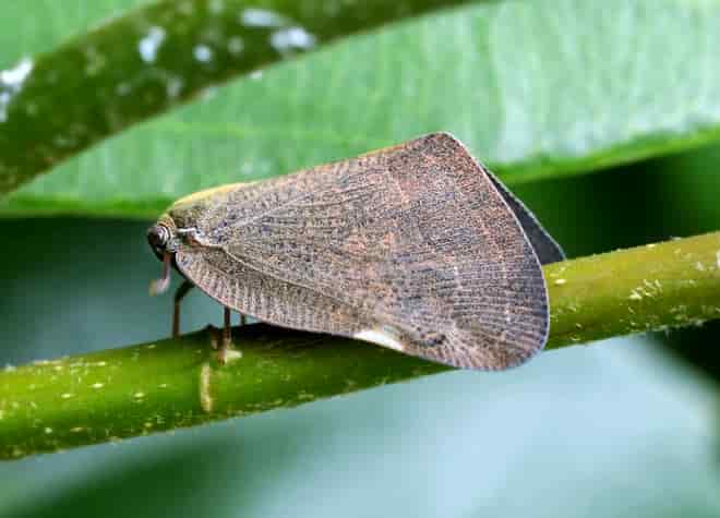 昆虫図鑑・チュウゴクアミガサハゴロモ